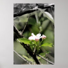 Apfelblüten 10 posterdrucke