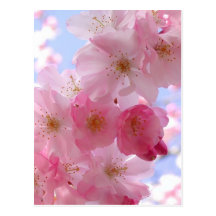 Apfelblüten Postkarte