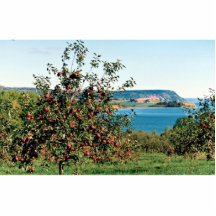 Apfelgarten mit Kap Blomindon in Hintergrund, N Photoausschnitte