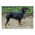 Apollo die Rottweiler Gruß-Karte