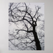 Applachian Baum Plakatdrucke