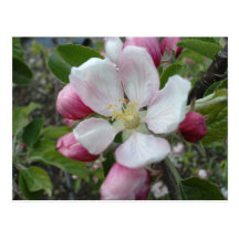 Apple blühen postkarte