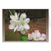 Apple-Blüten ~ Karte