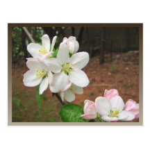 Apple-Blüten ~ Postkarte