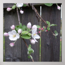 Appleblüten u. -knospen posterdrucke