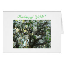 Appleblüten u. -vogel, denkend an "SIE " Grußkarte