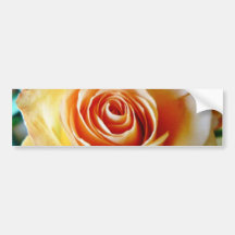 Aprikose farbige Rosen-Nahaufnahme Auto Aufkleber