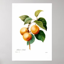 Aprikose Posterdrucke