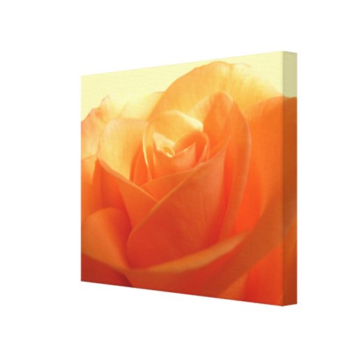 Aprikosen-Rose Galerie Gefaltete Leinwand