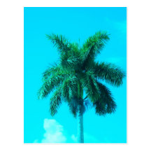 Aqua-Palme Postkarte