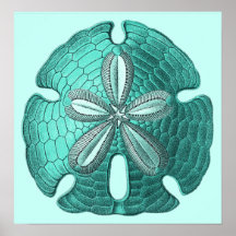 Aqua-Sand-Dollar-Plakat-Druck