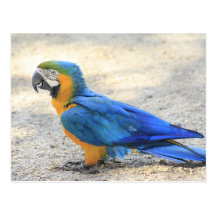 Arara, das wirkliche Carioca, Rio- de Janeirobürge Postkarten