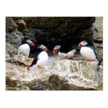 Arktische Papageientaucher in Svalbard Postkarte