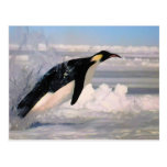 Arktische und antarktische Pinguinpostkarte des Ka postkarten