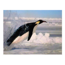 Arktische und antarktische Pinguinpostkarte des Ka
