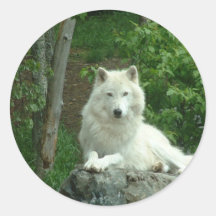 Arktischer Wolf-Aufkleber