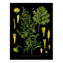 Artemesia Absinth Postkarten