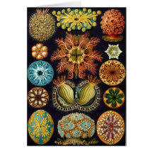 Ascidiacea, Birthday Greeting Card