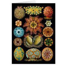 Ascidiacea Karte