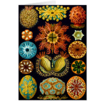 Ascidiacea (Seescheiden), Ernst Haeckel Karten