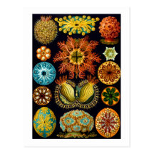 Ascidiacea (Seescheiden), Haeckel schöne Kunst Postkarte