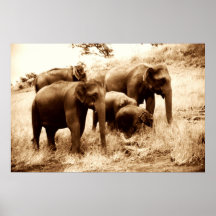 Asiatische Elefanten in Sepia Druck Plakat