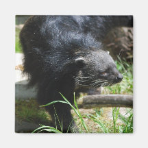 Asiatischer Bearcat-Magnet Kühlschrankmagnet