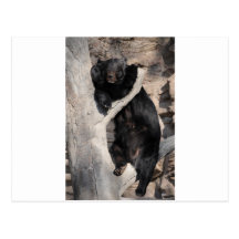 Asiatischer schwarzer Bär Postkarte