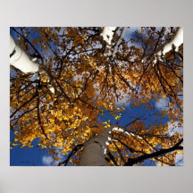 Aspen abstrakt posterdrucke