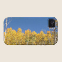 Aspen-Bäume, Colorado casemate hüllen