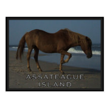 Assateague wilde Pferde 1 Postkarte