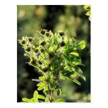 Aster-Knospen Postkarten