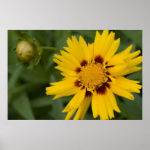 Aster und Knospe Posterdrucke