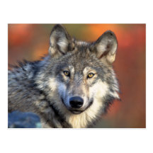 Atemberaubender grauer Wolf Postkarte