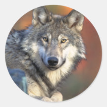 Atemberaubender grauer Wolf Runde Sticker