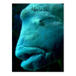 Atlanta-Zoo-Postkarte
