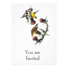 Audubon AmerikanerGoldfinch Ankündigungen