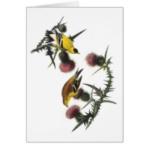 Audubon AmerikanerGoldfinch Grußkarte