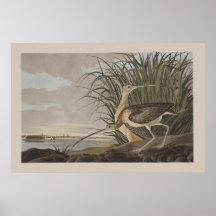 Audubon Lang-Berechnete Brachvogel-Flussuferläufer Posterdrucke