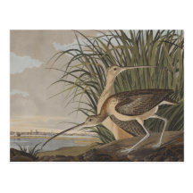 Audubon Lang-Berechnete Brachvogel-Flussuferläufer Postkarten