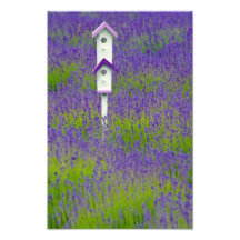 Auf den Lavendel-Gebieten Fotodrucke