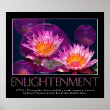 Aufklärungs-Plakat - Waterlily - Lotus