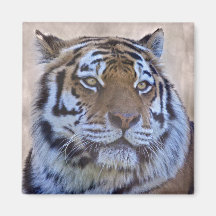 Auge des Tiger-Magneten