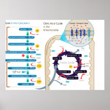 Ausführliches Diagramm der zellulären Atmung Poster