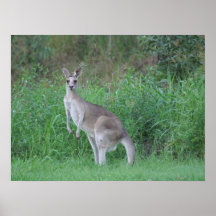 Ausgezeichneter Känguru Poster