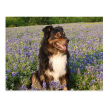 Australier in den Bluebonnets Postkarten