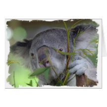 Australische Koala-Gruß-Karte