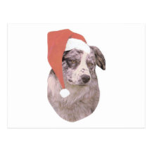 Australische Schäfer-Weihnachtsmannmütze Postkarten