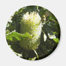 Australischer Banksia Kühlschrankmagnete