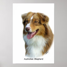 Australischer Schäfer 9K4D-16 Plakate
